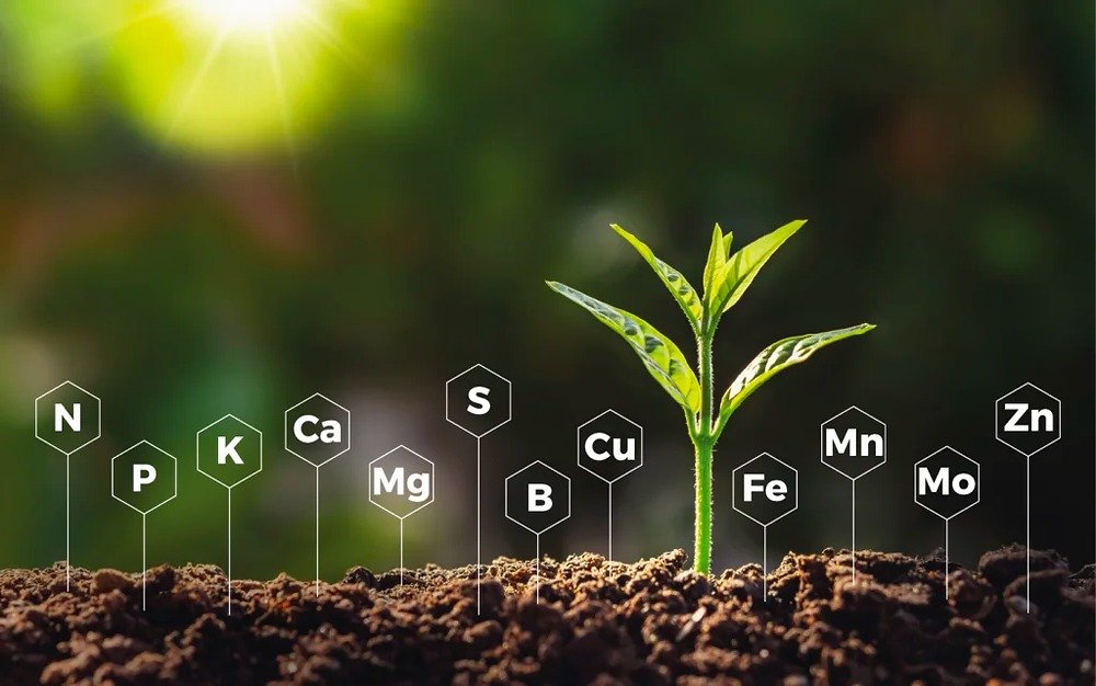 Planta con minerales esenciales: N, P, K, Ca, Mg, S, B, Cu, Fe, Mn, Mo, Zn